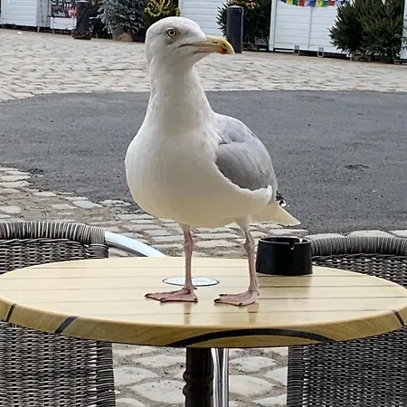 Dom wakacyjny Maison De Entiere A 10 Mn De La Rochelle *